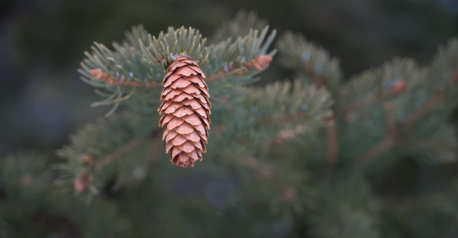 Spruce cone up close